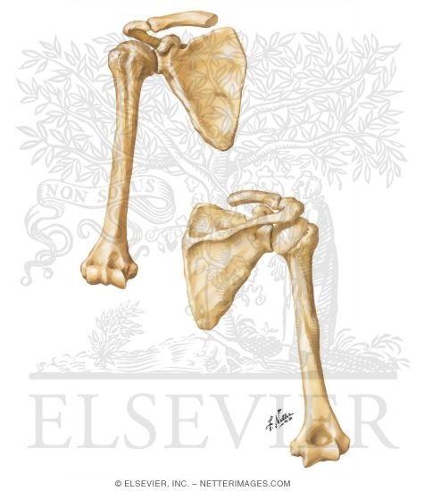 Shoulder: Bones (Pectoral Girdle)