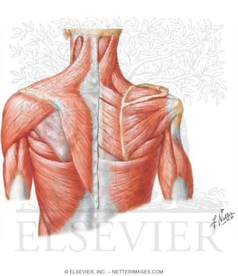 Shoulder: Muscles
