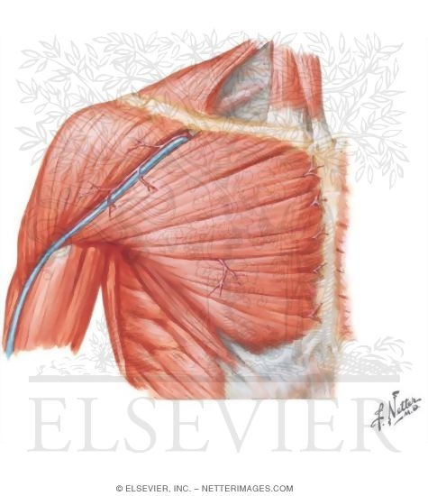 shoulder muscles anatomy