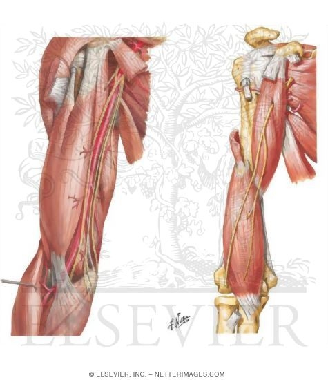 Arm: Anterior Compartment Muscles and Nerves