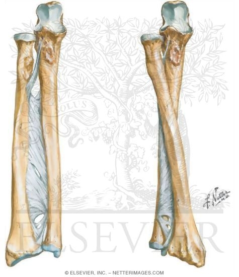 Forearm: Bones