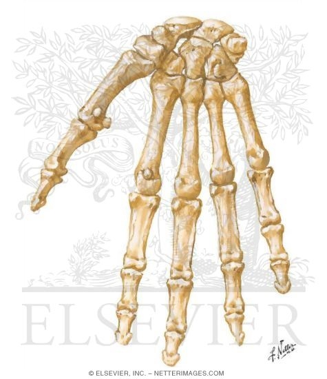 Wrist and Hand: Bones