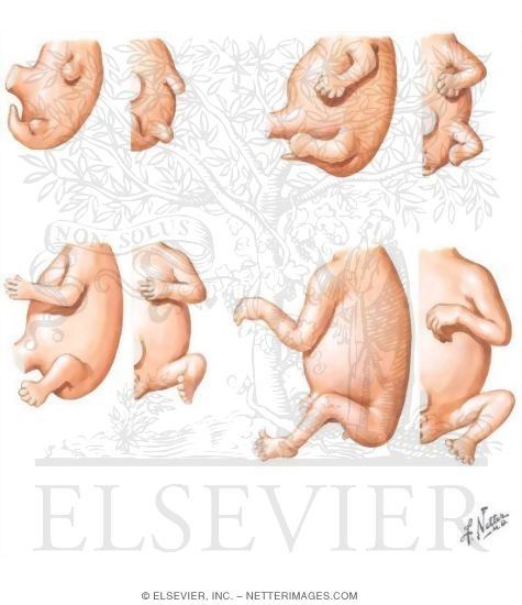 Embryology: Limb Bud Rotation