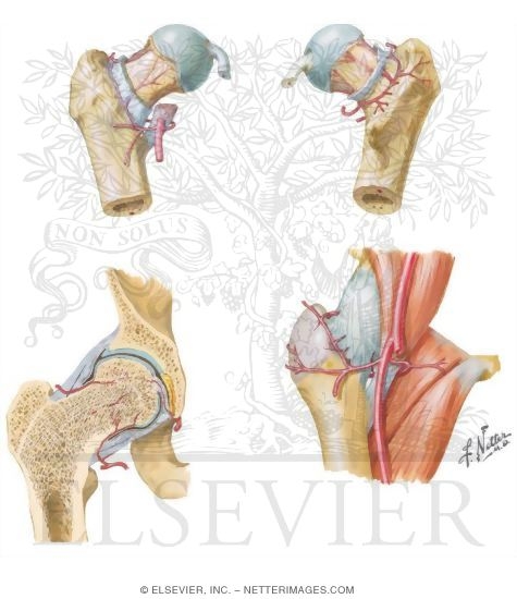 Arteries of Femoral Head and Neck