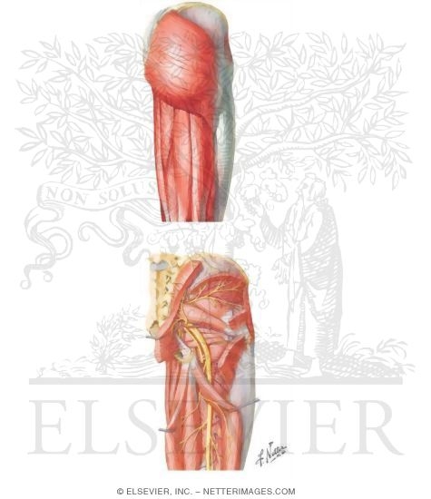 gluteal region