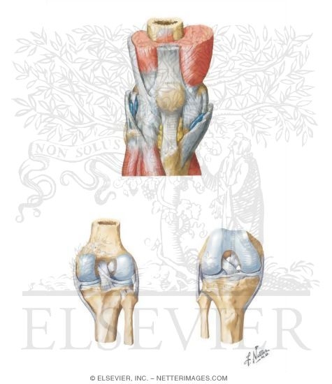 Leg: Knee Joint and Ligaments