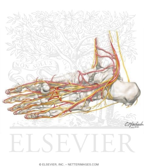 Watermarked preview of unlabeled image: Ankle and Foot: Arteries and Nerves of the Sole