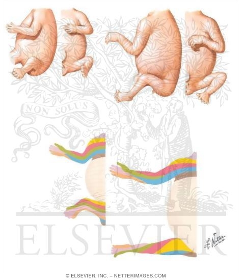 Watermarked preview of unlabeled image: Lower Limb Rotation