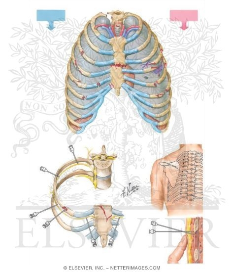 Thoracic Cage Injuries