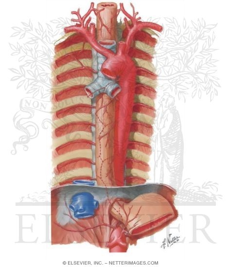 Mediastinum: Esophagus and Thoracic Aorta