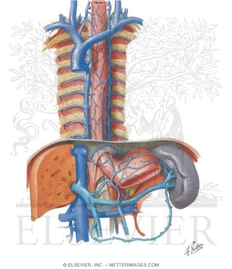 Mediastinum: Azygos System of Veins