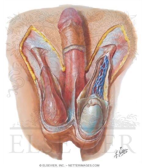 Abdominal Wall: Spermatic Cord