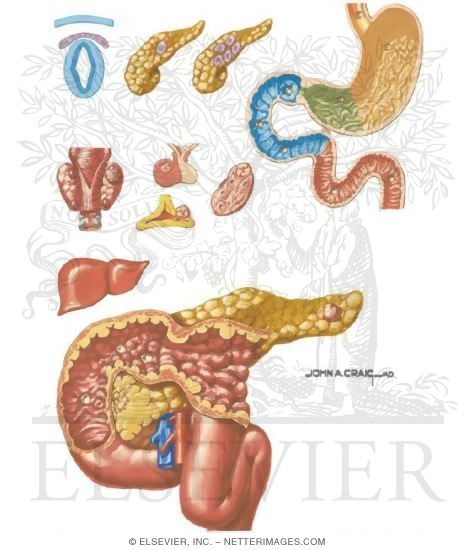 Zollinger-Ellison Syndrome