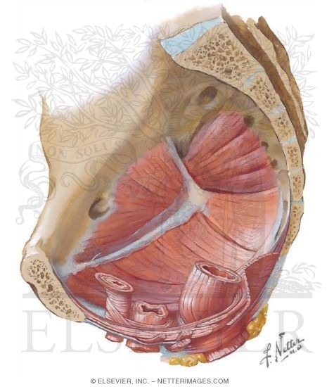 Pelvis: Muscles of the Pelvic Floor