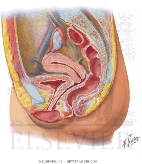 Pelvic Cavity: Reproductive Viscera In the Female