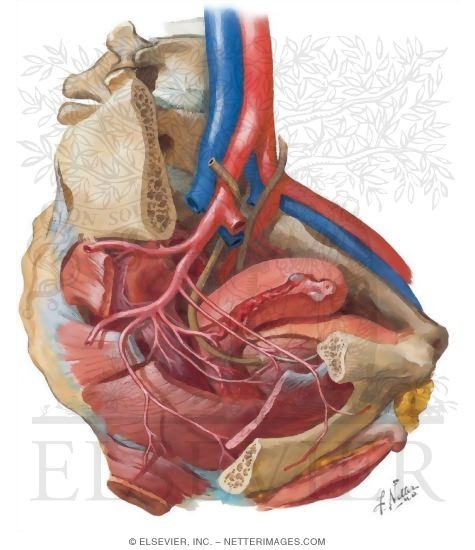 Pelvic Cavity: Peritoneal Relationships of Female Pelvic Viscera