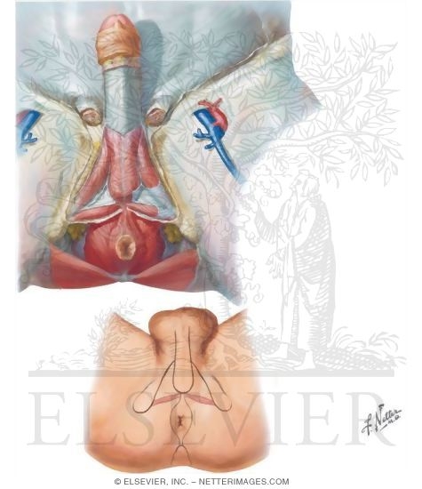Perineum: Male