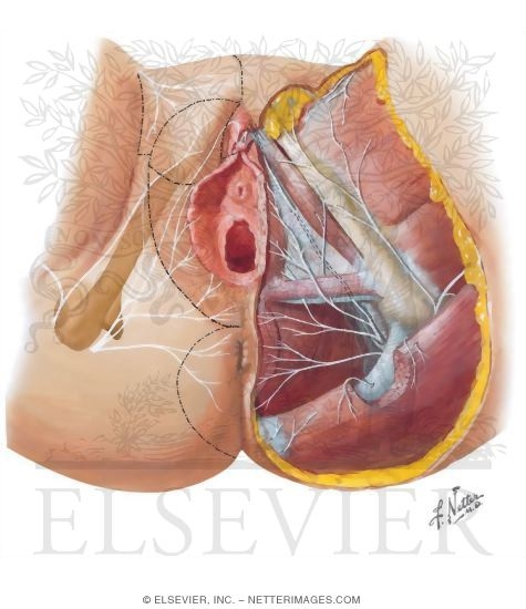 Perineum Nerves The common peroneal nerve (also common fibular nerve, external popliteal nerve, lateral popliteal nerve, latin: perineum nerves