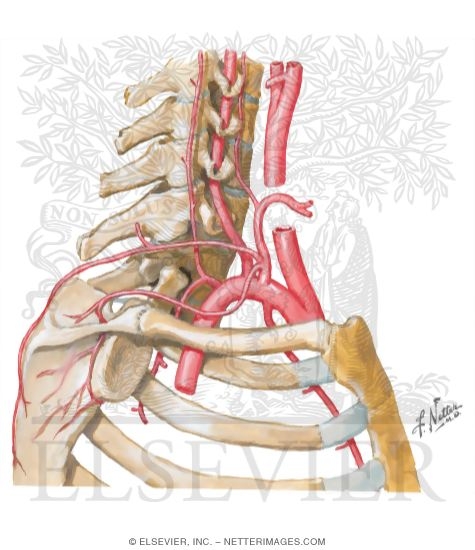 Subclavian Artery