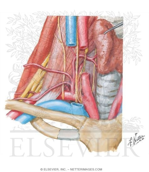 Subclavian Artery