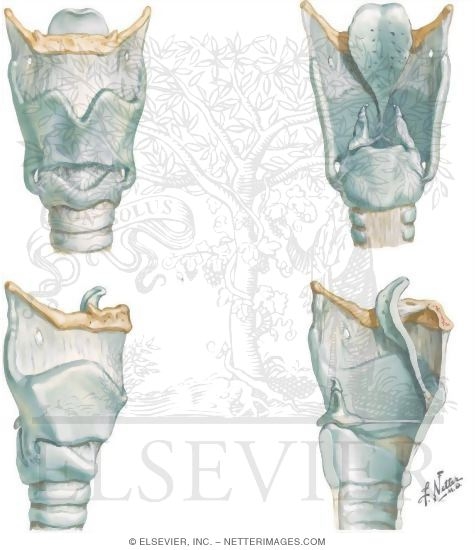 Neck: Laryngeal Cartilages