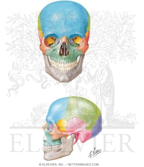 Skull: Anterior and Lateral Aspects