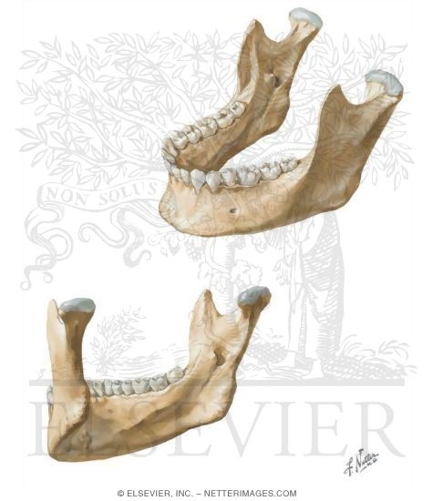 Skull: Mandible