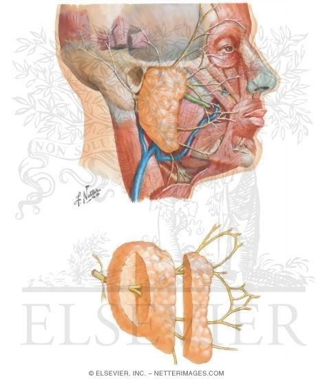 Face and Scalp: Parotid Gland and Facial Nerve