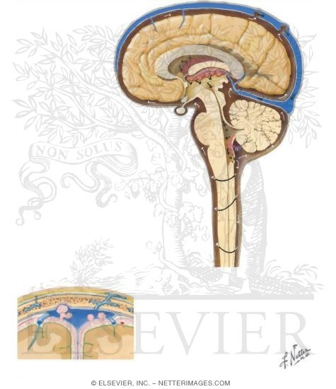Brain: Meninges and Cerebrospinal Fluid