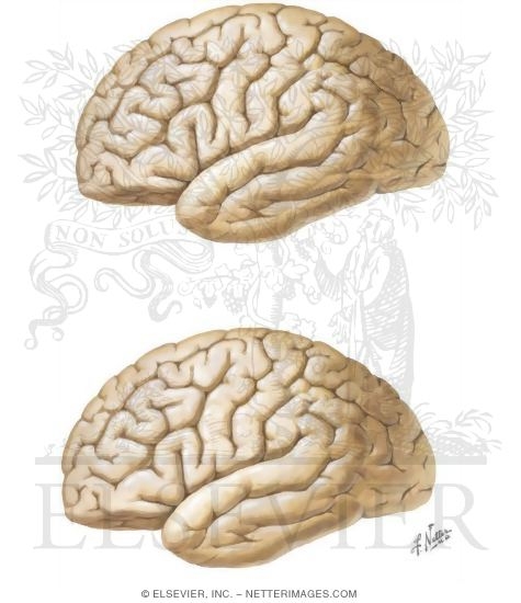 Brain: Surface Anatomy and Functional Regions