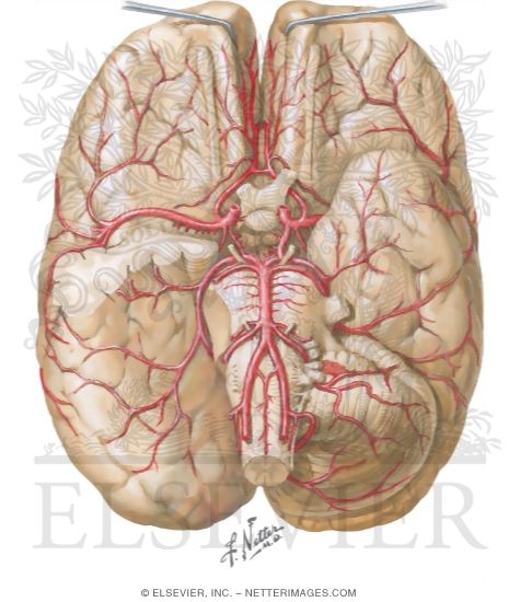 Brain: Arterial Supply