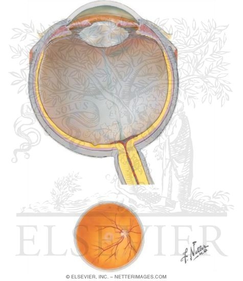 Orbit: Eyeball (Globe)