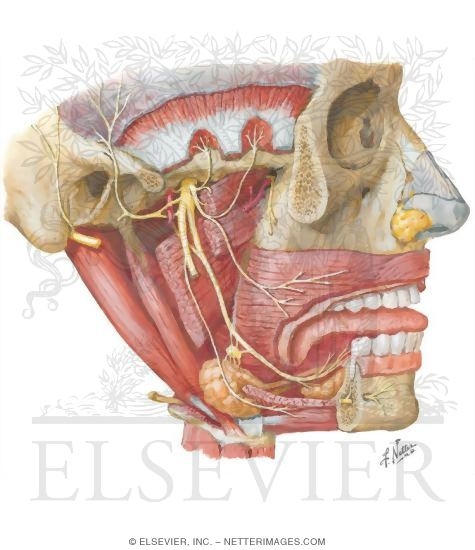 Temporal Region: Infratemporal Fossa
