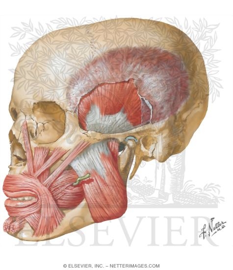 Temporal Region: Muscles of Mastication