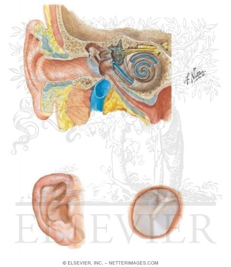 Ear: General Anatomy