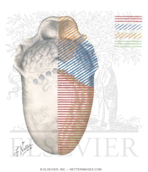 Watermarked preview of unlabeled image: Oral Cavity: Tongue