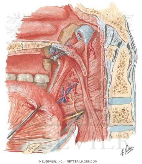 Watermarked preview of unlabeled image: Oral Cavity: Palate