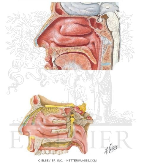 Nose Walls Of The Nasal Cavity
