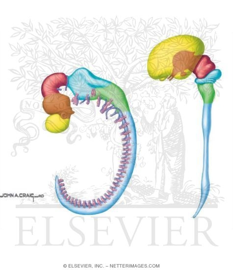 Embryology Brain Development