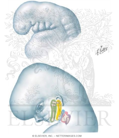 Watermarked preview of unlabeled image: Embryology: Pharyngeal Arch Development