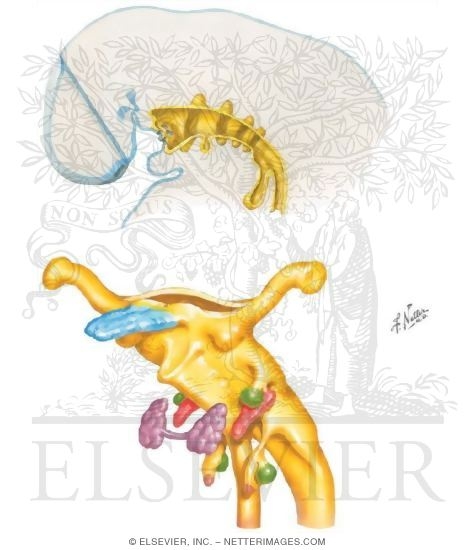 Embryology: Pharyngeal Pouch Derivatives