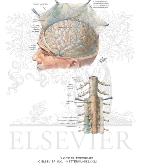 Nervous System: Meninges