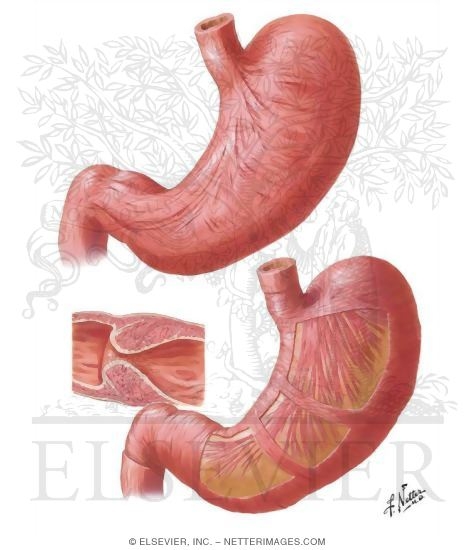 Musculature of Stomach