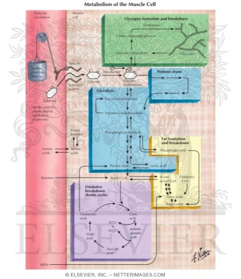 Watermarked preview of labeled image: Carbohydrate Metabolism of the Muscle Cell