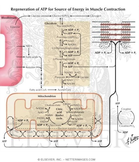 Watermarked preview of labeled image: Regeneration of ATP for Source of Energy in Muscle Contraction