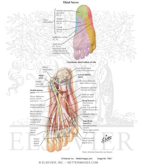 Watermarked preview of labeled image: Tibial Nerve