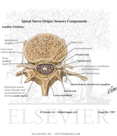 Spinal Nerve Origin Sensory Components