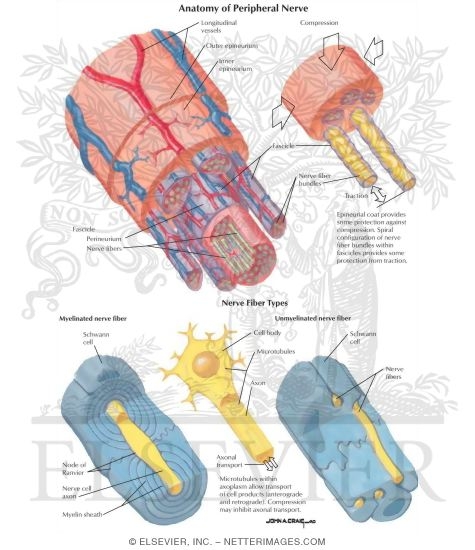 Anatomy of Peripheral Nerve