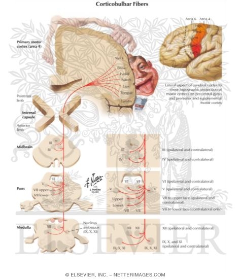 Corticobulbar Tract