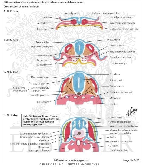 Differentiation of Somites Into Myotomes, Sclerotomes, and Dermatomes